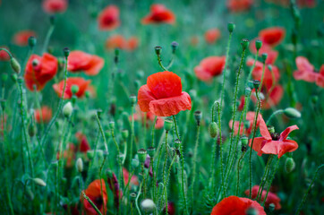 poppy field in summer