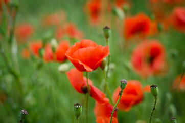 red poppy in the field