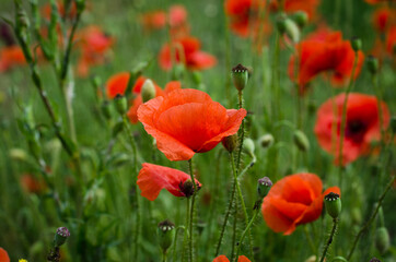 red poppy flowers