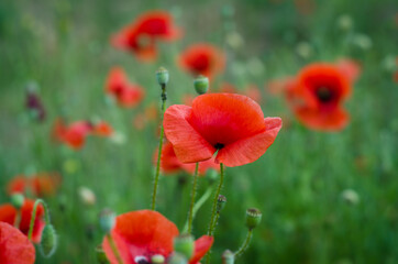 red poppy flower