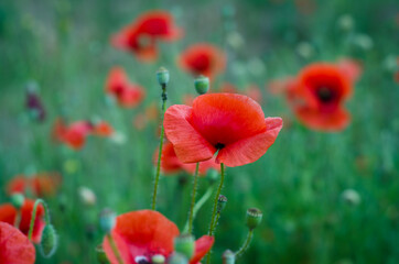 Obraz premium red poppy flowers