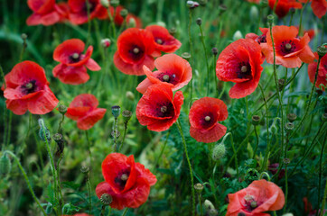 red poppy field