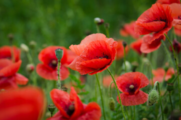 red poppy field