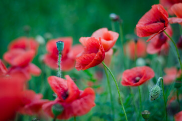 Fototapeta premium red poppy flowers