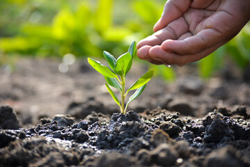 Farmer's hand watering a young plant. Earth day concept