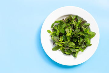 Fresh holy basil leaves in dish plate on blue background.