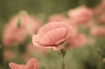 red poppy flower