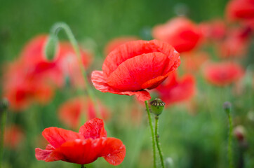 red poppy flower