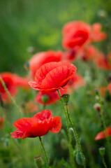 Naklejka premium red poppy in the field
