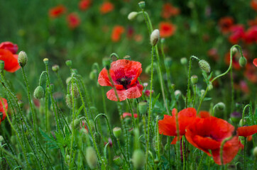 field of poppies