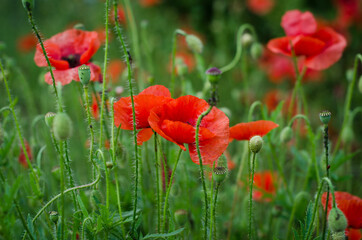 red poppy flowers