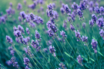 lavender flowers in the field