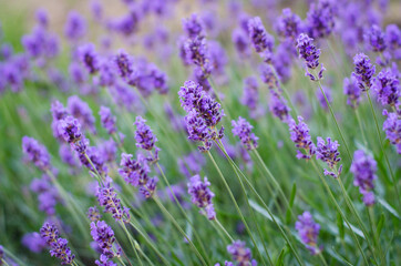 field of lavender