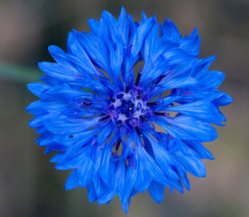 close up einer intensiv blauen kornblume in einem feld