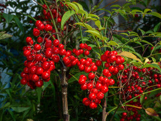 Heavenly bamboo,  evergreen shrub with red berries