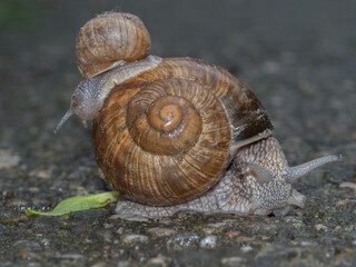 Adult and yong edible snail piggyback