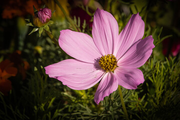 Obraz premium cosmea rosa fotografata in giardino con sfondo verde delle foglie