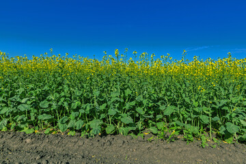 Fototapeta na wymiar yellow rapeseed flowers on the field. Blooming winter rape. Field of winter rape on a sunny summer day