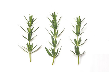 Fresh green rosemary isolated on white, top view. Aromatic herb.