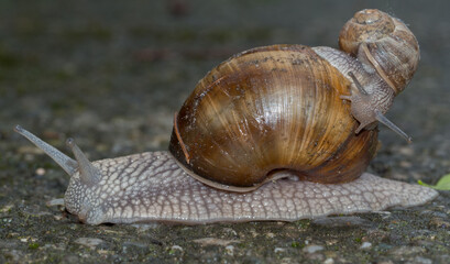 Adult and yong edible snail piggyback