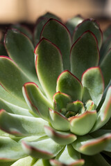 Detail of house plant Echeveria pulidonis (Pulido's Echeveria), a succulent with stemless rosettes,...