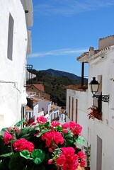 Townhouses along a typical street with a geranium in the foreground, Frigiliana, Andalusia, Spain.