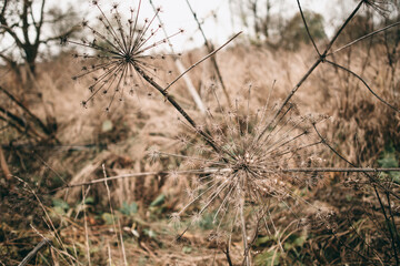 Dry dill flower autumn. Dry grass, ripe seeds.