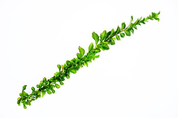 Green leave of Garland tree on white background