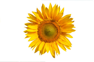 Beautiful yellow sunflower flower.