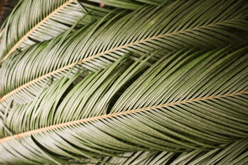 Green leaves of palm trees. Background of the Palme d'or. Sun, summer, tropics.