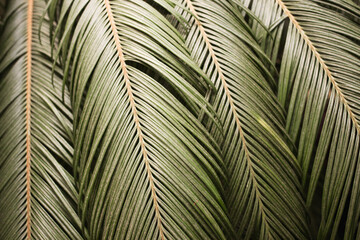 Green leaves of palm trees. Background of the Palme d'or. Sun, summer, tropics.