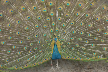 旭山動物園　クジャク