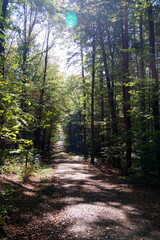 Fototapeta na wymiar Angenehmer Wald-Wanderweg in schönem Licht