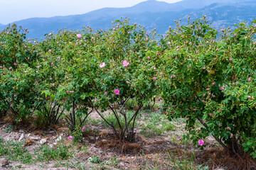Fototapeta na wymiar Beautiful view of blooming bushes of pink oil-bearing rose (Rosa Damascena) in the rose fields near Kazanlak, Bulgaria.