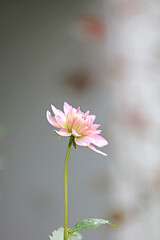 ピンクのダリアの花　ピンクのダリア　ダリア
一輪のダリア