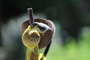 oisillon mésange sur boule de graisse 
