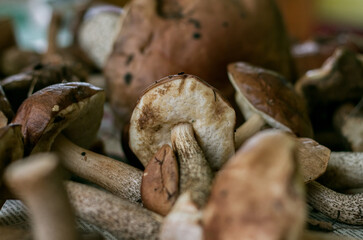 Background from a large number of mushrooms, and a view of the lower caps of the mushroom, boletus
