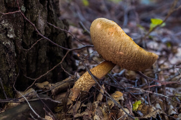 Edible boletus mushroom grows in a forest under a large tree.