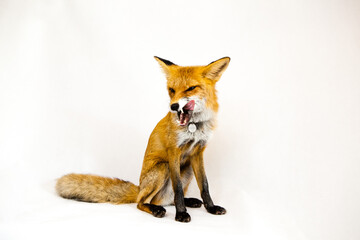 Red fox sits on a white background
