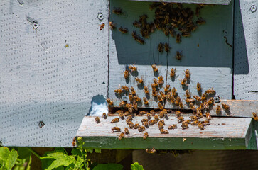 A bee family of workers, honey bees sitting on a blue hive