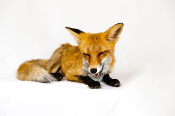 Red fox sits on a white background