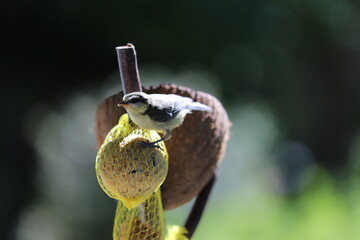 oisillon mésange sur boule de graisse 
