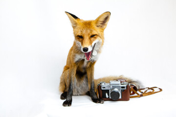 Red fox sits on a white background