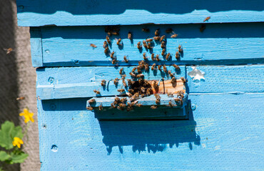 View of the worker honey bees that fly into the hive.