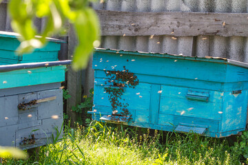 Fototapeta premium Big blue beehive in the apiary, honey bees fly nearby