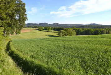 Saftige Felder in der Sächsischen Schweiz 