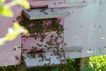 many bees in the apiary in the pink hive
