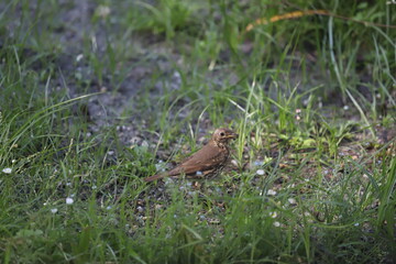 jeune merle dans jardin
