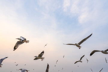 Seagulls bird flying over the sea with beautiful sunset on evening twilight