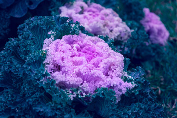 Ornamental cabbage bush with pink flowers of ornamental cauliflower. classic blue. Top view. Close up